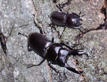 コクワガタのペア(拡大1)_住宅脇の昆虫達の飲み屋のクヌギ_2023年4月28日20時頃 気温18度